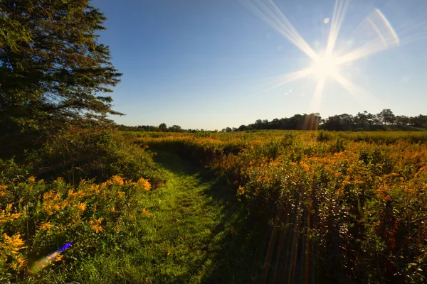 Met gras begroeid landschap. — Stockfoto