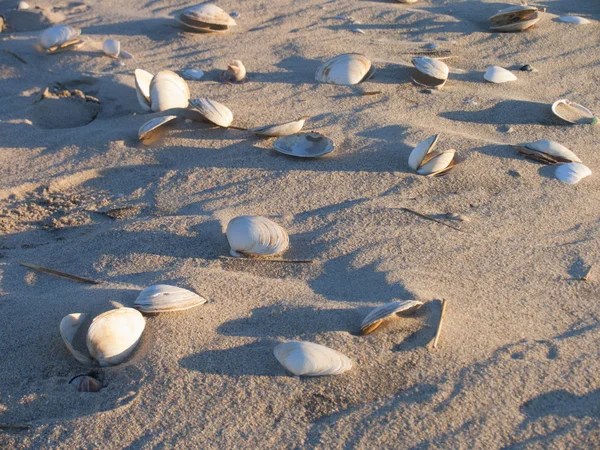 Spiaggia di sabbia . — Foto Stock
