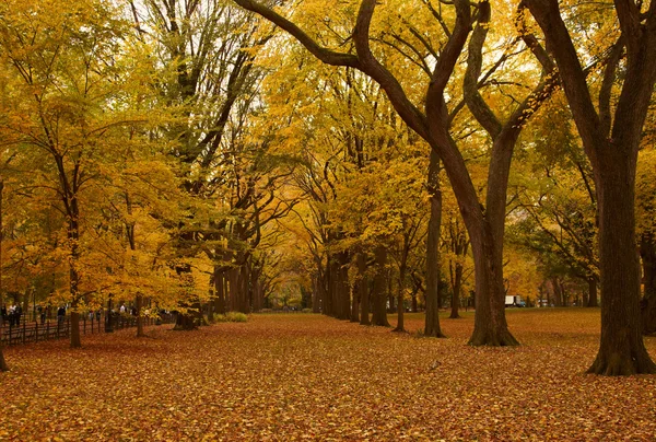 Podzim krajina. — Stock fotografie