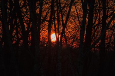 gün batımında Ormancılık manzara.
