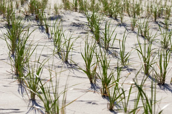 Dune di sabbia bianca sulla spiaggia . — Foto Stock