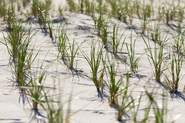 Vita sanddynerna på stranden. — Stockfoto