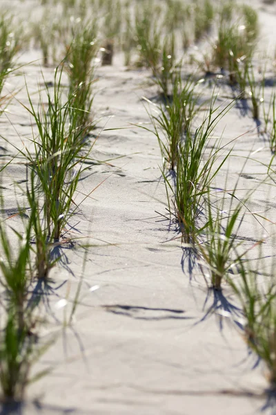 Λευκούς αμμόλοφους στην παραλία. — Φωτογραφία Αρχείου