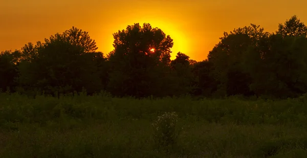 Foresty landscape at sunset. — Stock Photo, Image