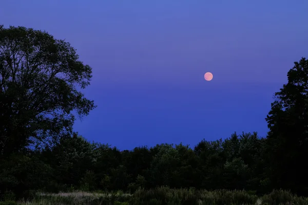 Foresty landscape at sunset. — Stock Photo, Image