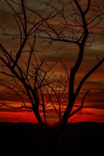 Foresty landscape at sunset. — Stock Photo, Image