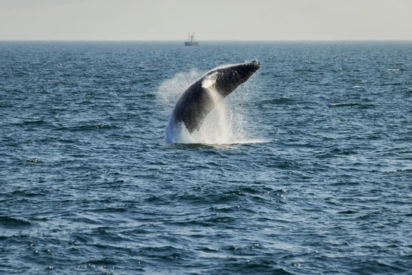 Whale breaching water. — Stock Photo, Image