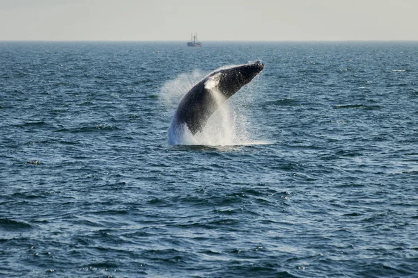 Ballena que rompe el agua . — Foto de Stock