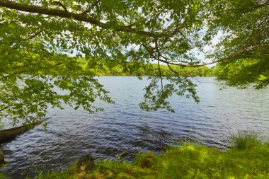 Orman göl günbatımı.