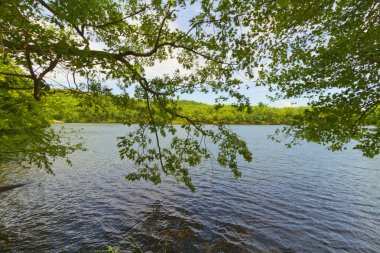 Orman göl günbatımı.