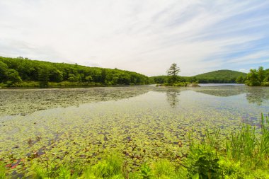 Orman göl günbatımı.