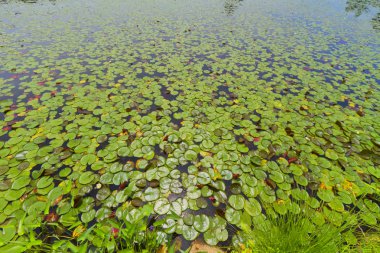 Orman göl günbatımı.
