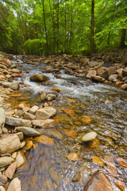 Akan orman creek görünümünü..