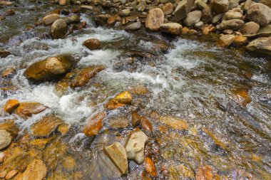 Akan orman creek görünümünü..