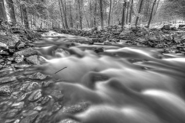 Akan orman creek görünümünü..