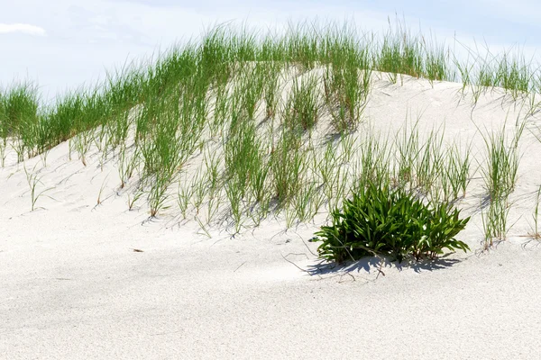 Dunas de areia branca com grama verde . — Fotografia de Stock