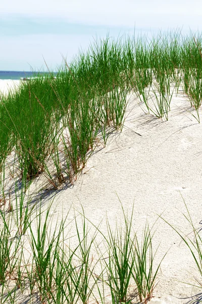 Dunas de arena blanca con hierba verde . — Foto de Stock