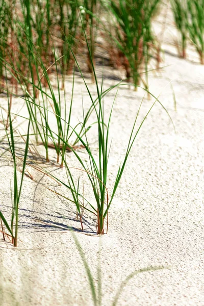 Dune di sabbia bianca con erba verde . — Foto Stock