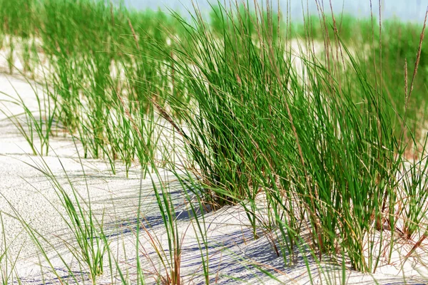 緑の芝生と白い砂丘. — ストック写真