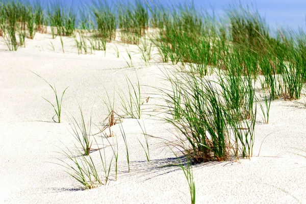 Песчаные дюны с зеленой травой . — стоковое фото
