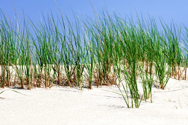 Weiße Sanddünen mit grünem Gras. — Stockfoto