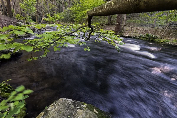 Vista del arroyo forestal que fluye .. — Foto de Stock