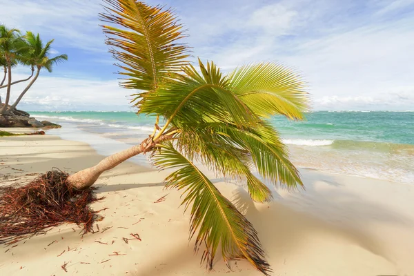Palmiyeli Karayip plajı. — Stok fotoğraf