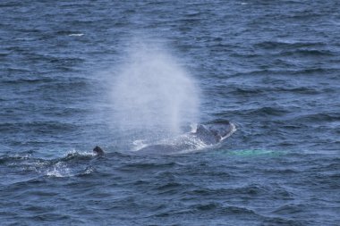 Balina izlerken deneyimi
