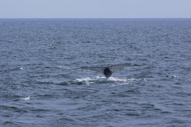 Balina izlerken deneyimi
