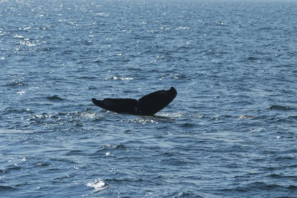 Baleia, costa atlântica . — Fotografia de Stock