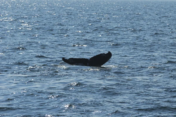 Baleia, costa atlântica . — Fotografia de Stock