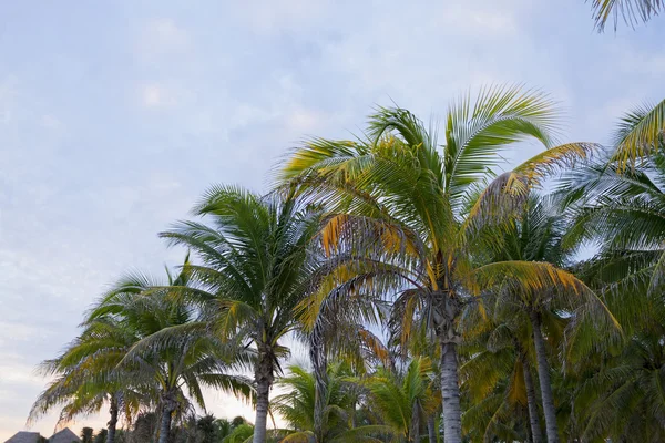 Pôr do sol na praia caribenha . — Fotografia de Stock