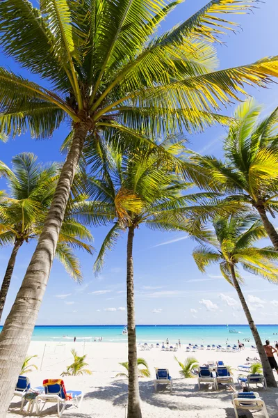 Beach with palm trees. — Stock Photo, Image