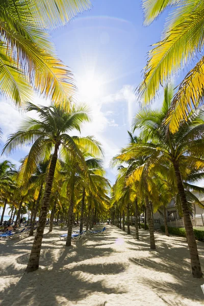 Beautiful Caribbean beach. — Stock Photo, Image