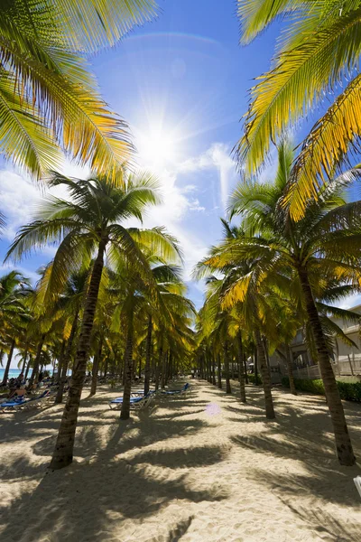 Beautiful Caribbean beach. — Stock Photo, Image
