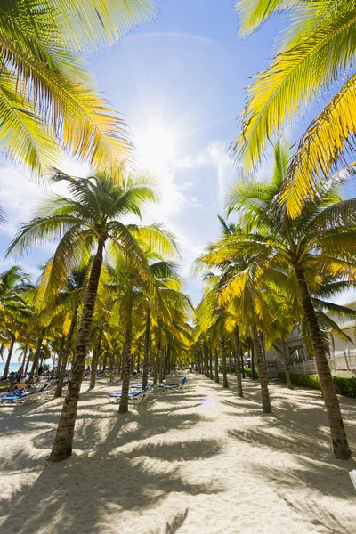 Beautiful Caribbean beach. — Stock Photo, Image