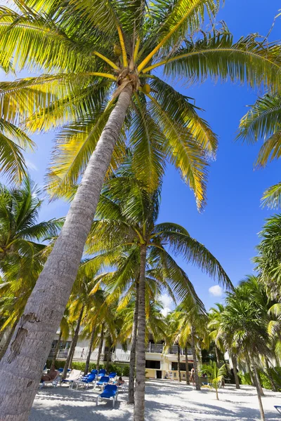 Beautiful Caribbean beach. — Stock Photo, Image