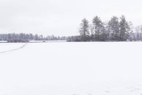 Frozen forest lake — Stock Photo, Image