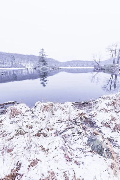 Frysta skogstjärn — Stockfoto