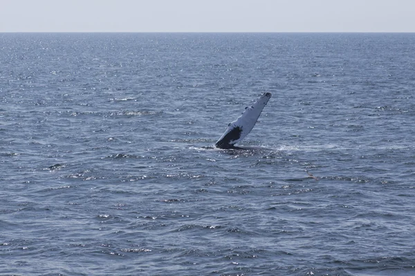 Expérience d'observation des baleines — Photo