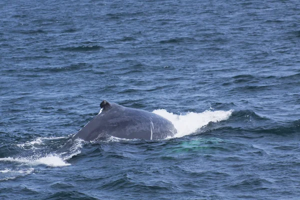 Опыт наблюдения за китами — стоковое фото