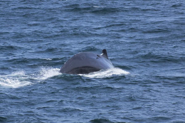 Esperienza di osservazione balene — Foto Stock