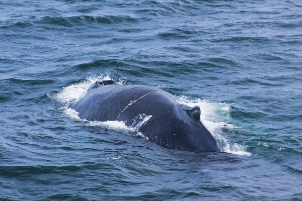 Whale watching experience — Stock Photo, Image