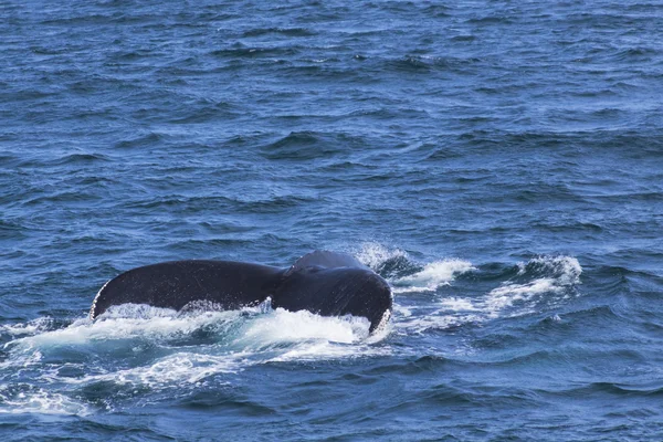 Experiencia de observación de ballenas — Foto de Stock