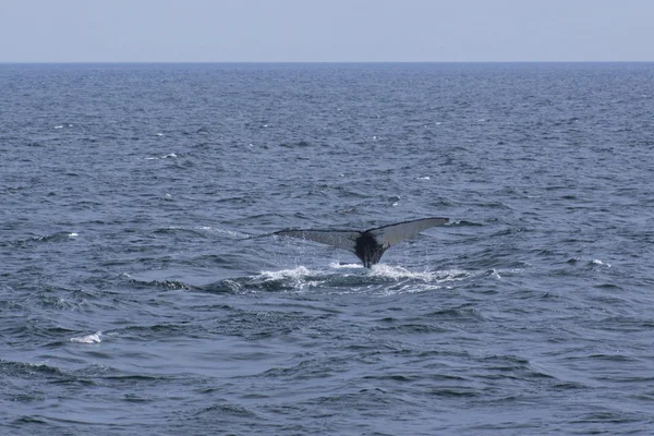 고래 보는 경험 — 스톡 사진