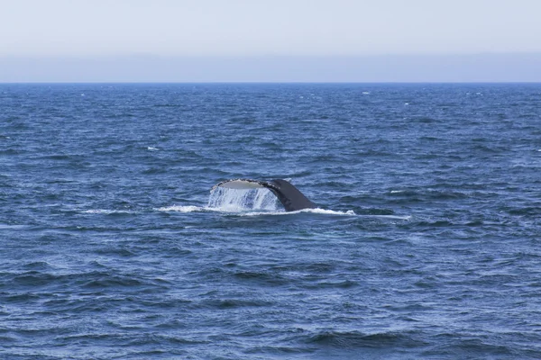 クジラの経験を見て — ストック写真