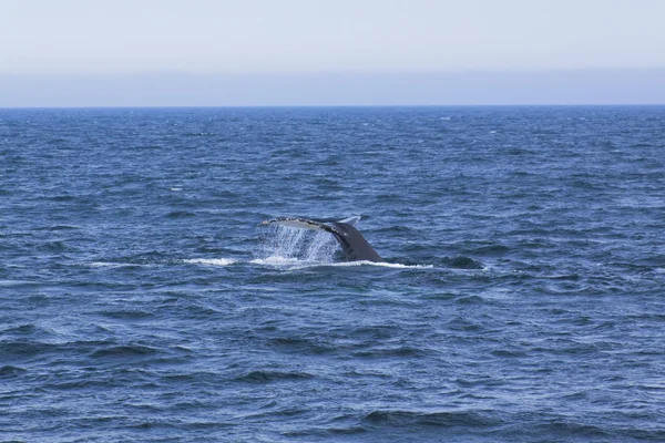 Wieloryb wrażenia podczas oglądania — Zdjęcie stockowe