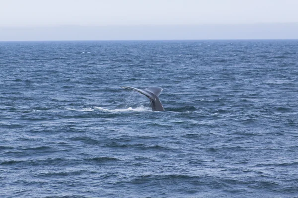 Опыт наблюдения за китами — стоковое фото