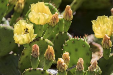 Arılar çiçekleri döllüyor