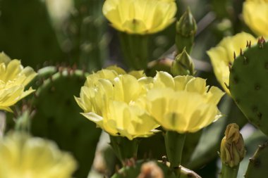 çiçek açması kaktüs çiçek.